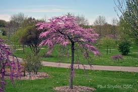 Black pearl is the eldeen artifact that appears in ys ii: The Right Redbud For You Bygl