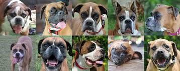 Adopt boxer dogs in new york. West Coast Boxer Rescue Seeking Forever Homes For Homeless Boxer Dogs