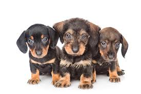 Give docson a json schema and it will generate a beautiful documentation. Dachshund Dog Breed Information
