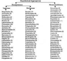 Classification Of Angiosperms
