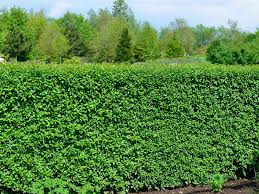Je mehr sie schneiden, umso stärker treibt er später wieder aus. Ligustrum Vulgare Atrovirens Liguster Atrovirens