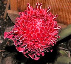 Image result for Laggera elatior