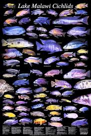 Malawi Cichliden Lake Malawi Cichlids African Cichlid Aquarium Cichlid Aquarium