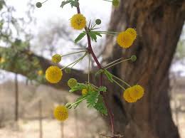 Image result for Acacia erioloba