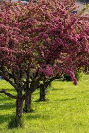 Check spelling or type a new query. Pin On Gardening