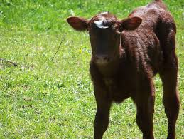 Like us on facebook to see similar stories please give an overall site. Kostenloses Baby Kuh Photos Freeimages Com
