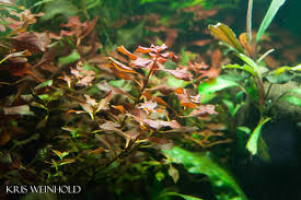 Image result for Floscopa sp.no.1