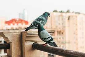 Pin On Napady Do Domu