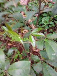 Image result for Ritchiea