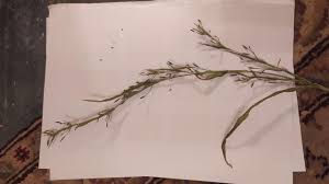 Image result for Hackelochloa granularis