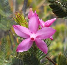 Image result for Sauvagesia