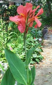 Plantfiles Picture 6 Of Canna Lily City Of Portland Canna X Generalis Canna Plants Beautiful Plants Canna Lily