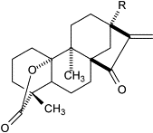Image result for Parinari capensis
