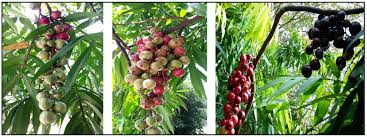 Image result for Lepisanthes senegalensis