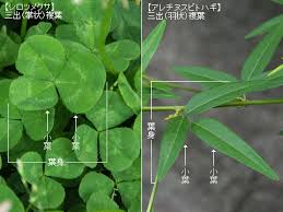 K Sbookshelf 辞典 用語 植物用語集 さ行