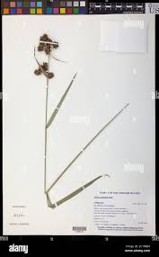 Image result for Fuirena sagittata