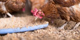 Comparación del estado de extremidades Inferiores de gallinas en jaula y en piso - BM Editores