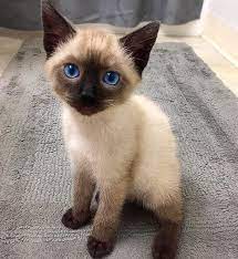 Terrific Absolutely Free Siamese Cats Sitting Strategies Siamese Cats Everyone Understands Their Gene In 2021 Siamese Cats Blue Point Siamese Cat Tattoos Siamese Cats