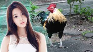 See more ideas about bangkok, ciri, game fowl. Sabung Ayam Vietnam Strategi Menang Dalam Permainan Judi Sabung Ayam Online Ada Pertengkaran Tentang Pertarungan Sabung Ayam Yang Menyebabkan Penembakan Situs Web Kementerian Keamanan Publik Vietnam Melaporkan News Box