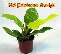 Mereka memiliki oleh daun besar, dan. Jual Philodendron Moonligt Bibit Tanaman Hias Daun Lebar Di Lapak Ols Zaini Kebumen Bukalapak