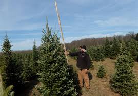 Christmas Tree Farms Prepare For Unusual Season The Blade