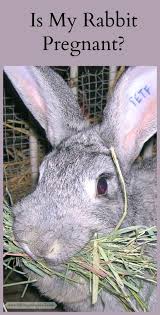 Calculate if you keep tabs on when your doe was near a male rabbit, a calculation could tell you at least if there is a possibility of her being pregnant. Is My Rabbit Pregnant And What To Do If She Is Pregnant Rabbit Rabbit Pregnant