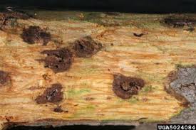 Thousand Canker Disease Don T Move Firewood