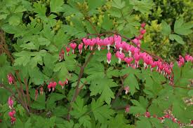 These flowers grow as perennials in warm climates but can work as annuals elsewhere. 10 Tough And Attractive Perennial Plants Rhs Gardening