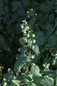 Image result for Urtica