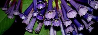 Image result for Iochroma