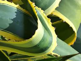 We did not find results for: Species Spotlight Agave Plant Care The Succulent Eclectic