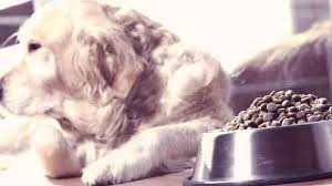 How much food should a 30 lb dog eat. Can Dogs Eat Wheat Petcarerx