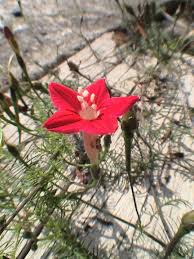 Image result for Ipomoea quamoclit