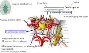 A cerebri media nereyi besler. Vl7 Arterielle Versorgung Des Gehirns A Carotis Interna Flashcards Quizlet