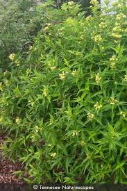 Image result for Clutia sessilifolia