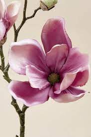 20 Magnolia Spray Rose Visit Gandgwebstore Com For A Larger Selection Of Silk Flowers And More Color Choices Ten Flower Drawing Flower Art Magnolia Flower