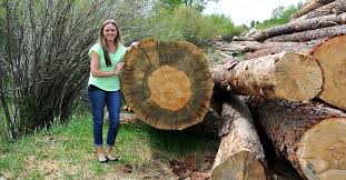 Never seen pine beetles boring into the log their just under the bark.there are large grubs i often run into that bore into the log. What Is Beetle Kill Pine What Is Blue Stain Pine