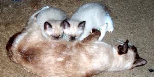 Plus, even though there isn't a two months old is the perfect time to slowly introduce your kitten to other furry friends and humans. Caring For Your Small Kitten