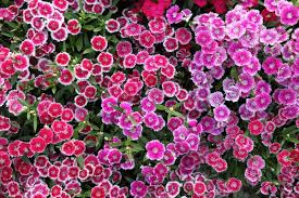 10 pflegeleichte pflanzen fur den garten pflegeleichte pflanzen. Pflegeleichte Pflanzen 7 Hingucker Im Garten