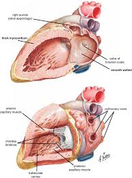 Images are labelled, providing an invaluable medical and anatomical tool. Anatomy Of The Human Heart Springerlink