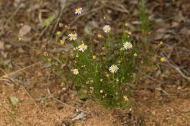 Image result for Felicia muricata