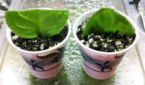 Pin On Propagating Streps And African Violets