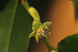 Image result for Drypetes arguta