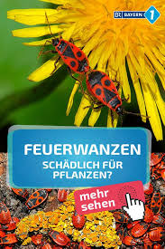 Feuerwanzen Darum Sehen Sie Draussen Gerade So Viel Feuerwanzen Br De In 2020 Feuerwanze Pflanzen Wanze