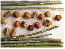 Image result for Balanites aegyptiaca