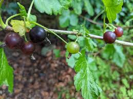 Image result for jostaberry