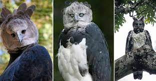 نسر الهاربي الامريكي animals owl bird