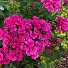 Modern varieties will typically bloom from may to october. Dianthus Carnation Cheddar Pinks Clove Pinks Cottage Pinks Eastern Star Gillyflowers Maiden Pinks Pinks Rainbow Pinks Sweet William North Carolina Extension Gardener Plant Toolbox