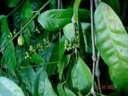 Image result for Gnetaceae