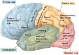 Image result for Frontal Lobe